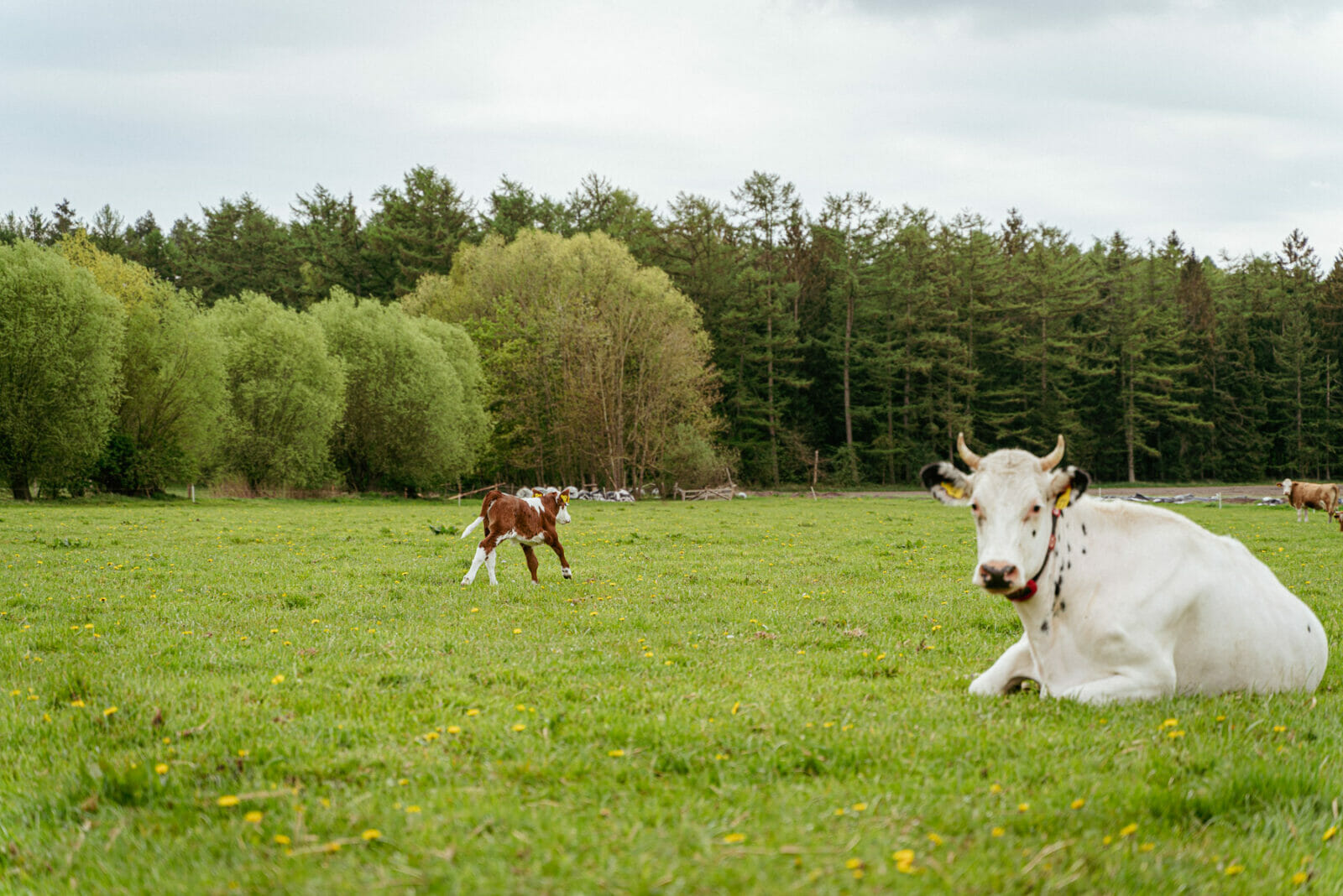 Biologische Landwirtschaft