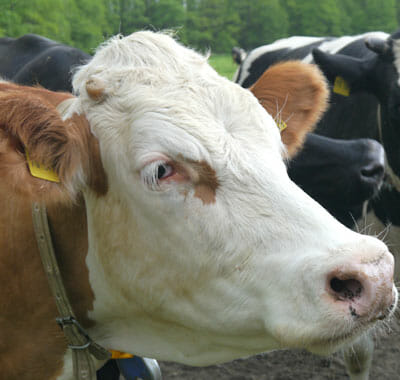 Milch Milch